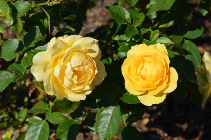 Julia Child™ Rose - Rosa ''WEKvossutono'' PP18473 from Betty's Azalea Ranch