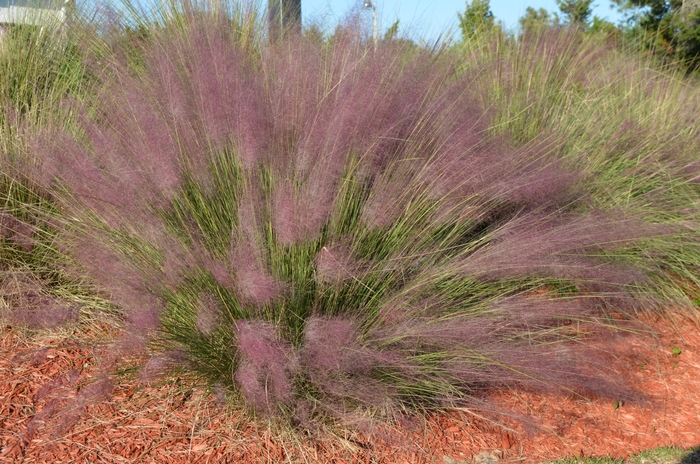 Muhlygrass - Muhlenbergia capillaris (Muhlygrass) from Betty's Azalea Ranch