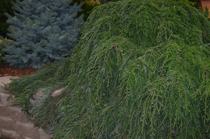 Cole''s Prostrate Canadian Hemlock - Tsuga canadensis ''Cole''s Prostrate'' (Canadian Hemlock) from Betty's Azalea Ranch Cole''s Prostrate Canadian Hemlock - Tsuga canadensis ''Cole''s Prostrate'' (Canadian Hemlock) from Betty's Azalea Ranch