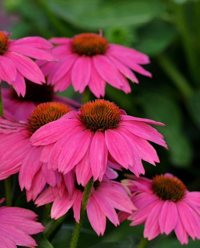 Coneflower - Echinacea purpurea 'PowWow Wild Berry' from Betty's Azalea Ranch Coneflower - Echinacea purpurea 'PowWow Wild Berry' from Betty's Azalea Ranch