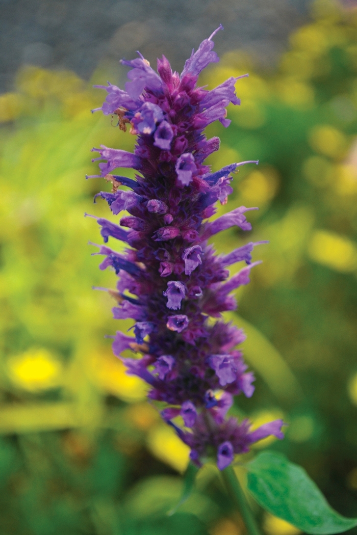 Hummingbird Mint - Agastache 'Blue Boa' from Betty's Azalea Ranch