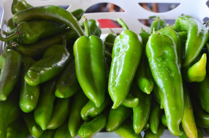 'Anaheim' Chili Pepper - Capsicum annuum from Betty's Azalea Ranch