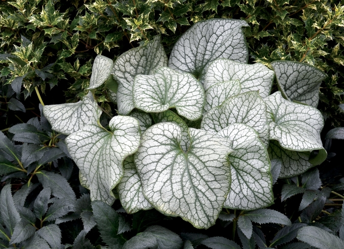 Brunnera - Brunnera macrophylla 'Alexander's Great' from Betty's Azalea Ranch