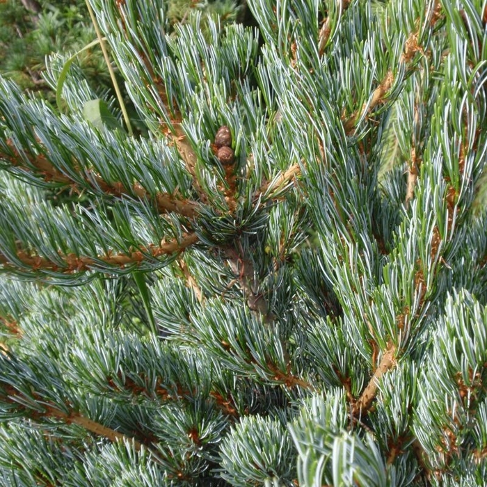Cleary Japanese White Pine - Pinus parviflora ''Cleary'' (Japanese White Pine) from Betty's Azalea Ranch