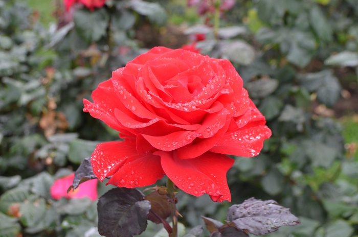 Legend Hybrid Tea Rose - Rosa ''Legend'' (Hybrid Tea Rose) from Betty's Azalea Ranch