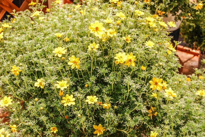 Apache Beggarsticks - Bidens ferulifolia 'Goldilocks Rocks®' from Betty's Azalea Ranch Apache Beggarsticks - Bidens ferulifolia 'Goldilocks Rocks®' from Betty's Azalea Ranch