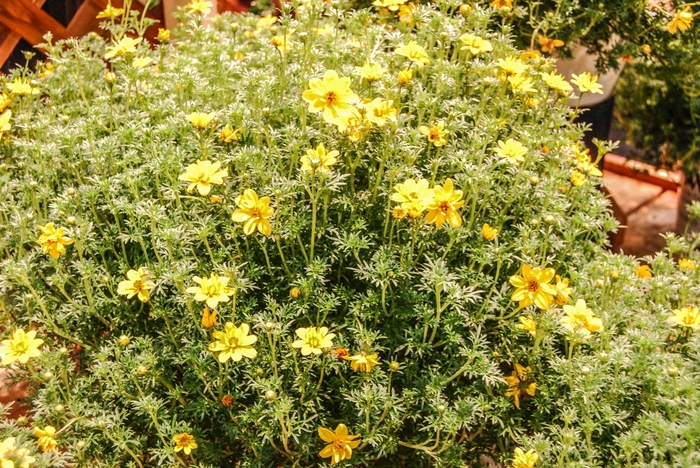 Apache Beggarsticks - Bidens ferulifolia 'Goldilocks Rocks®' from Betty's Azalea Ranch