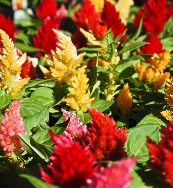 Feather Celosia - Celosia argentea plumosa from Betty's Azalea Ranch