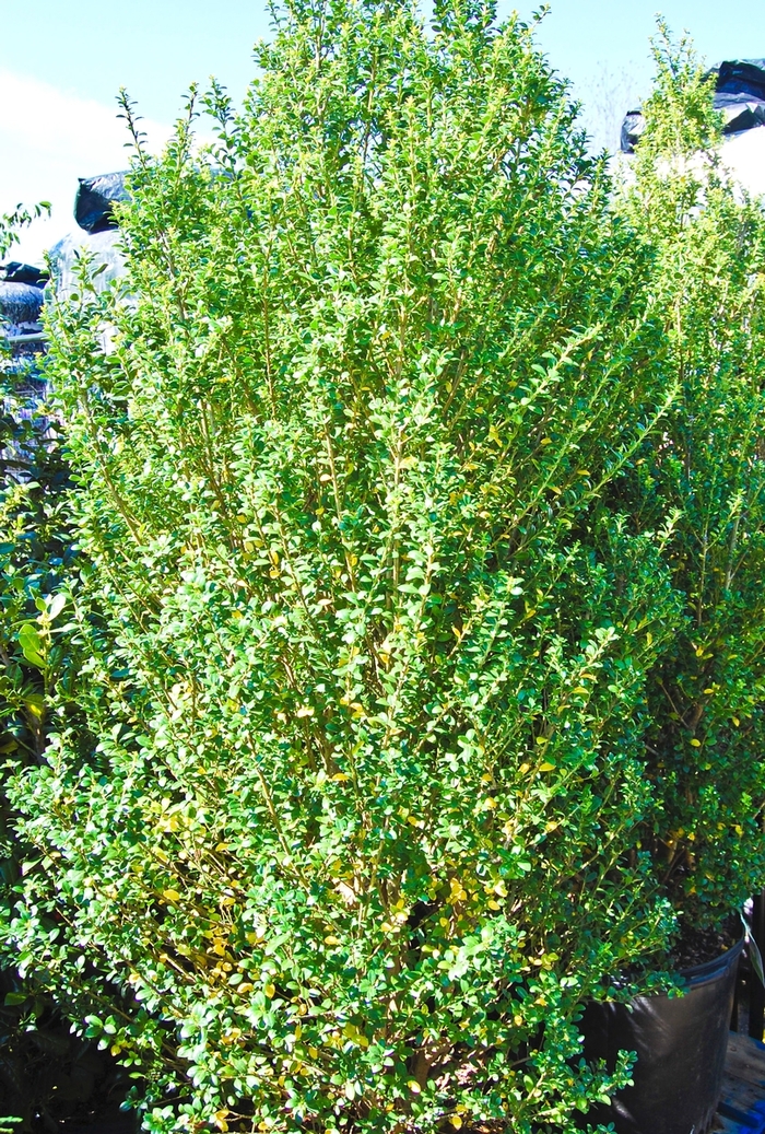 Steeds Japanese Holly - Ilex crenata ''Steeds'' (Japanese Holly) from Betty's Azalea Ranch