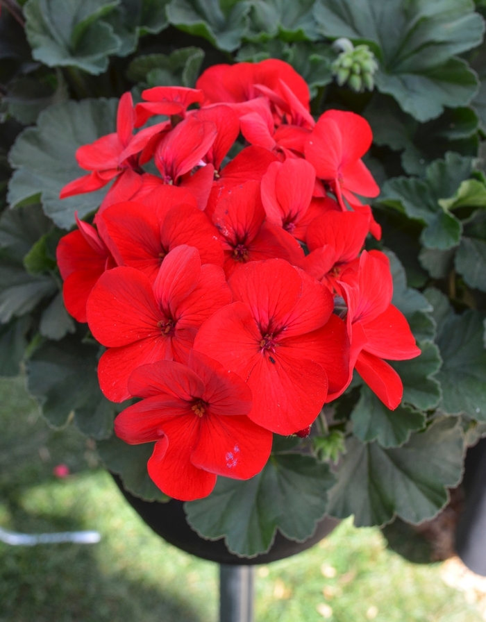 Sarita Dark Red Interspecific Geranium - Pelargonium ''Sarita Dark Red'' (Interspecific Geranium) from Betty's Azalea Ranch
