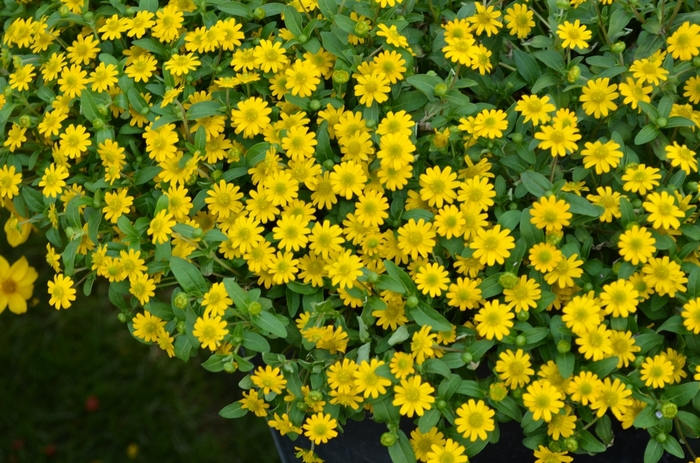 Sunvy Super Gold Creeping Zinnia - Sanvitalia procumbens ''Sunvy Super Gold'' (Creeping Zinnia) from Betty's Azalea Ranch