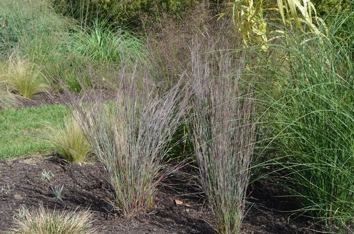 Blue Heaven™ Little Bluestem - Schizachyrium scoparium ''MinnblueA'' (Little Bluestem) from Betty's Azalea Ranch