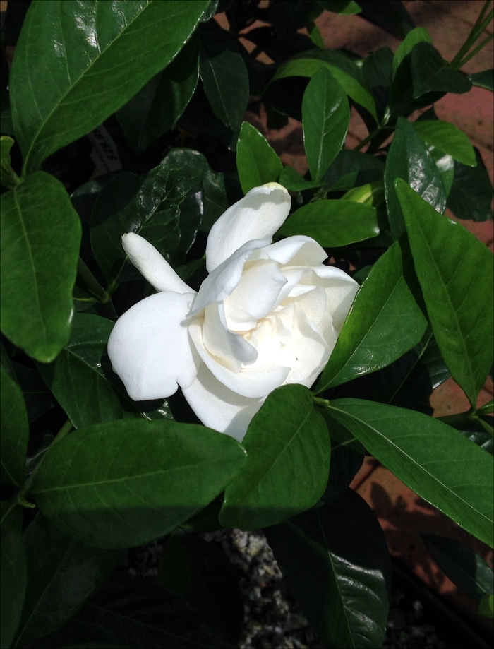 Summer Snow® Gardenia - Gardenia jasminoides ''Summer Snow®'' PP22797 (Gardenia) from Betty's Azalea Ranch