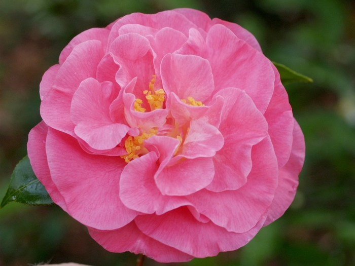 'Marie Bracey' Marie Bracey Camellia - Camellia japonica from Betty's Azalea Ranch 'Marie Bracey' Marie Bracey Camellia - Camellia japonica from Betty's Azalea Ranch
