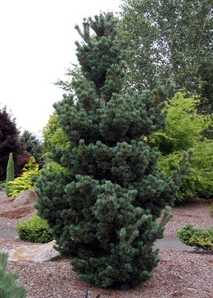 Glauca Brevifolia Japanese White Pine - Pinus parviflora ''Glauca Brevifolia'' (Japanese White Pine) from Betty's Azalea Ranch