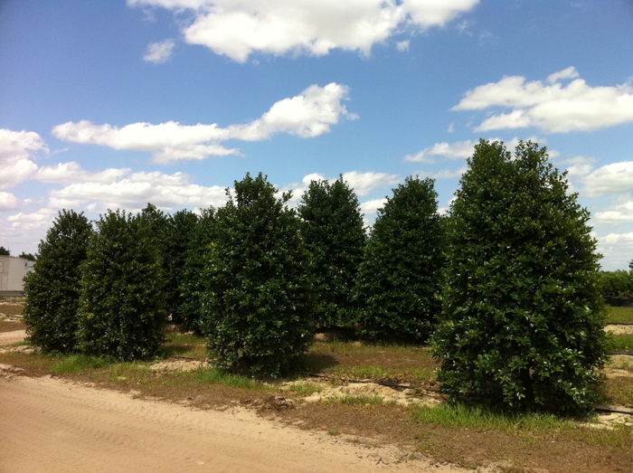 Mary Nell Holly - Ilex ''Mary Nell'' (Holly) from Betty's Azalea Ranch