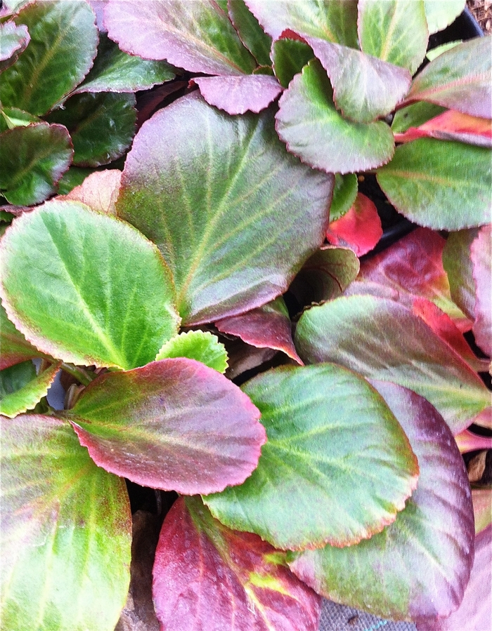 Heartleaf Bergenia - Bergenia 'Bressingham Ruby' from Betty's Azalea Ranch