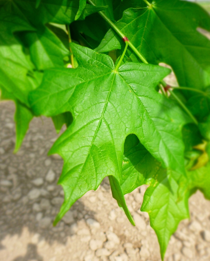 Legacy® Sugar Maple - Acer saccharum 'Legacy' from Betty's Azalea Ranch