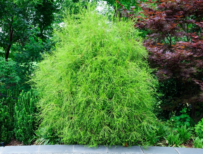 Franky Boy Oriental Arborvitae - Thuja orientalis ''Franky Boy'' (Oriental Arborvitae) from Betty's Azalea Ranch