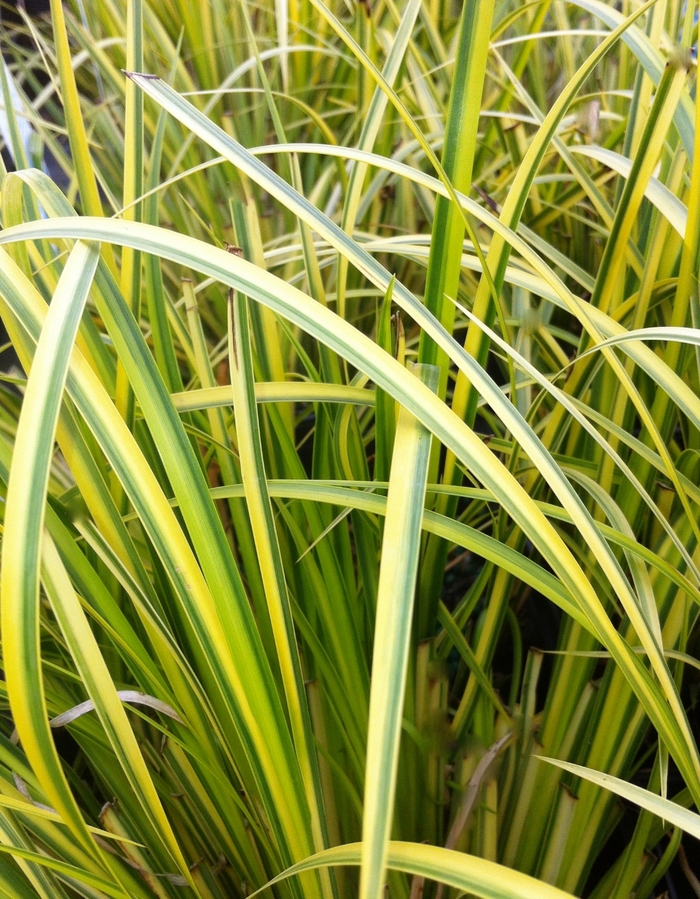 Golden Variegated Sweet Flag - Acorus gramineus 'Ogon' from Betty's Azalea Ranch