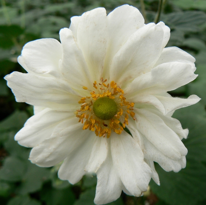 Japanese Anemone - Anemone hybrida 'Whirlwind' from Betty's Azalea Ranch