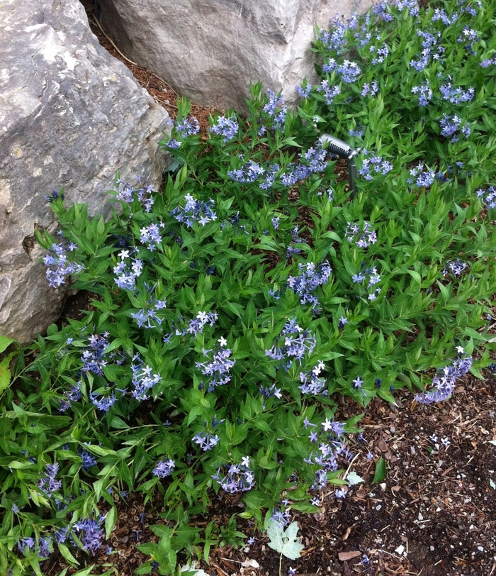 Blue Star - Amsonia 'Blue Ice' from Betty's Azalea Ranch