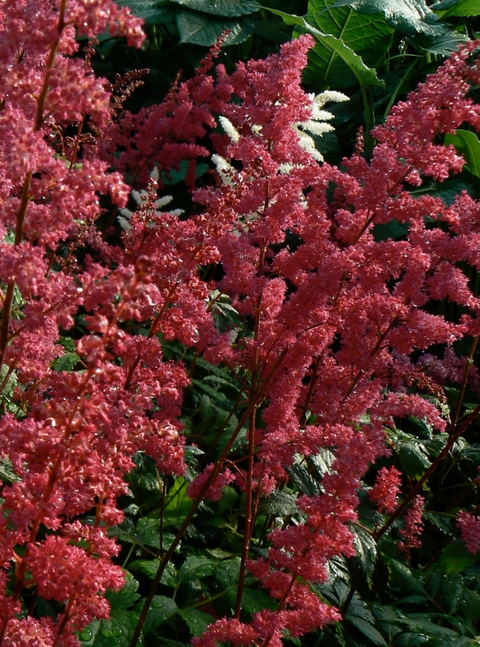 False Spirea - Astilbe arendsii 'Fanal' from Betty's Azalea Ranch