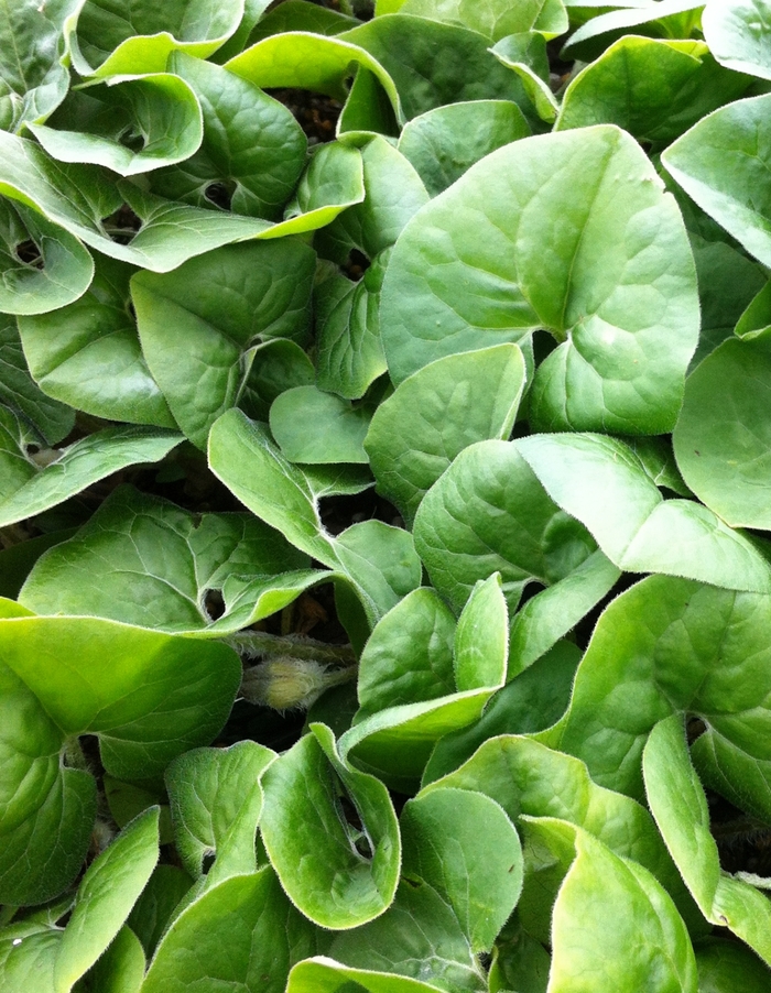 Wild Ginger - Asarum canadense (Wild Ginger) from Betty's Azalea Ranch