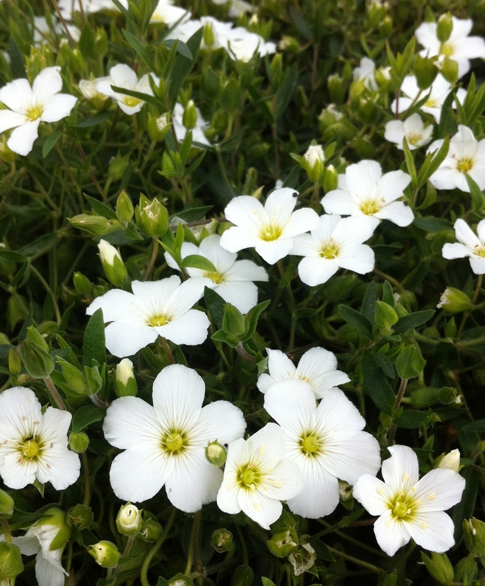 Mountain Sandwort - Arenaria montana from Betty's Azalea Ranch