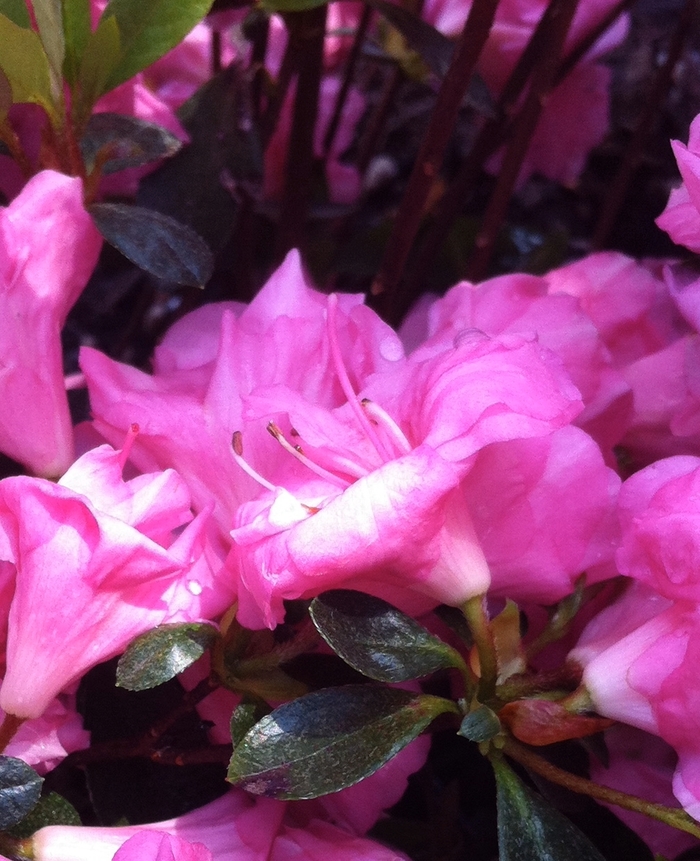 'Rosebud' Azalea - Rhododendron Gable hybrid from Betty's Azalea Ranch