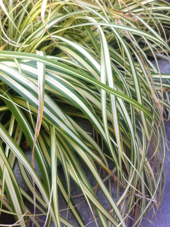 Striped Weeping Sedge - Carex oshimensis 'Evergold' from Betty's Azalea Ranch