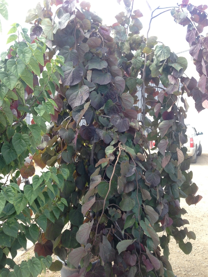 Weeping Redbud - Cercis canadensis 'Ruby Falls' from Betty's Azalea Ranch