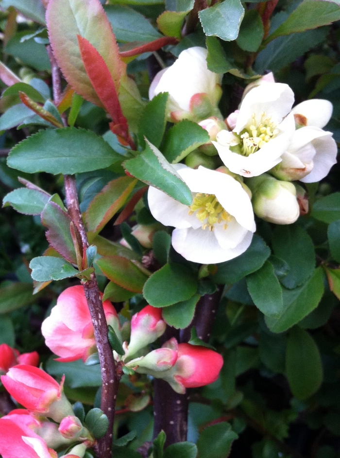 Toyo Nishiki Japanese Flowering Quince - Chaenomeles speciosa ''Toyo Nishiki'' (Japanese Flowering Quince) from Betty's Azalea Ranch Toyo Nishiki Japanese Flowering Quince - Chaenomeles speciosa ''Toyo Nishiki'' (Japanese Flowering Quince) from Betty's Azalea Ranch