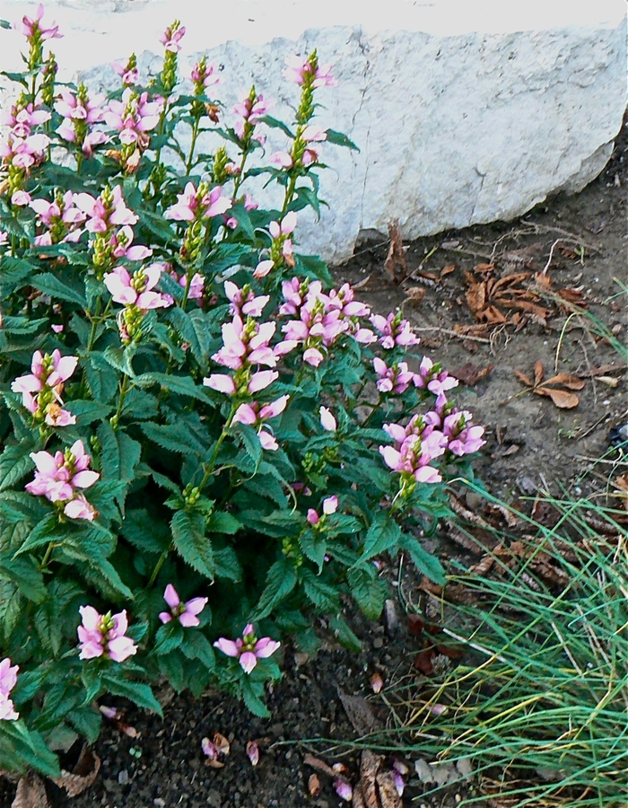 Pink Turtlehead - Chelone lyonii 'Hot Lips' from Betty's Azalea Ranch