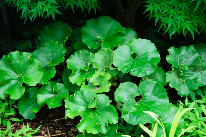 Crested Leopard Plant - Farfugium japonicum 'Crispatum' from Betty's Azalea Ranch