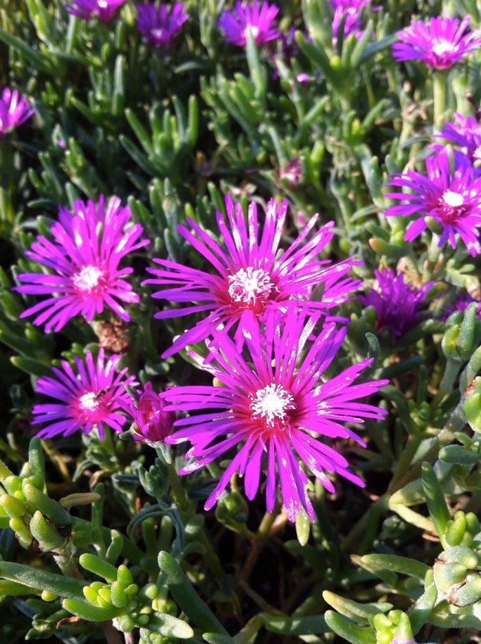 Hardy Ice Plant - Delosperma cooperi from Betty's Azalea Ranch