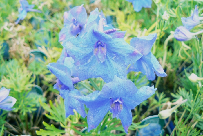 Blue Butterfly Chinese Larkspur - Delphinium grandiflorum ''Blue Butterfly'' (Chinese Larkspur) from Betty's Azalea Ranch