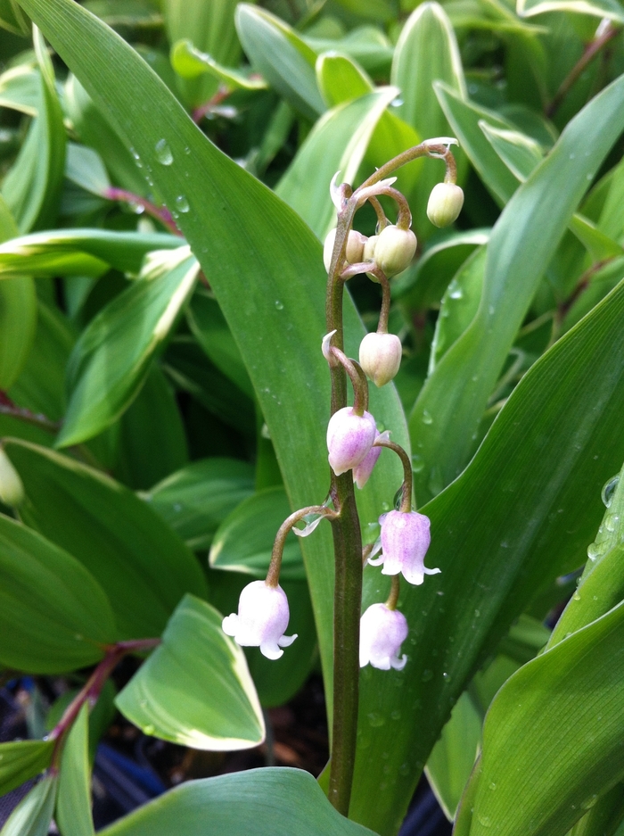 Pink Lily-of-the-Valley - Convallaria majalis var. rosea from Betty's Azalea Ranch