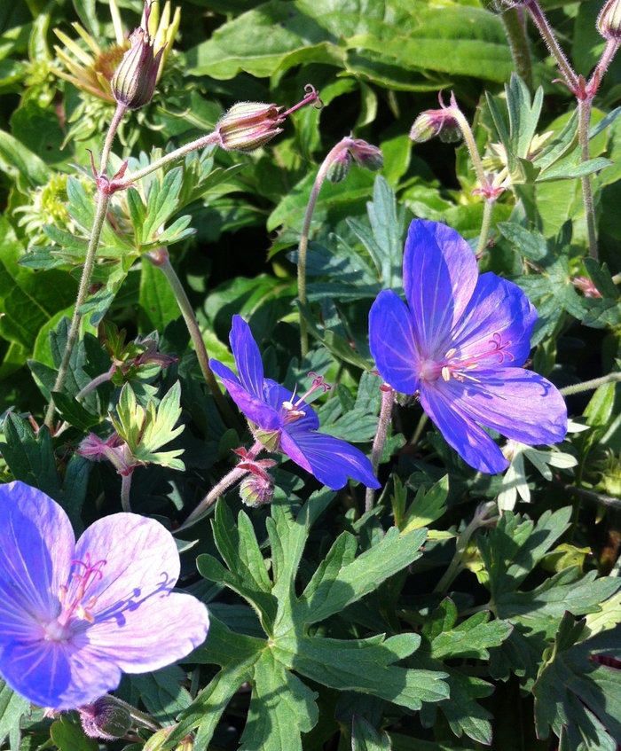 Cranesbill - Geranium 'Johnson's Blue' from Betty's Azalea Ranch