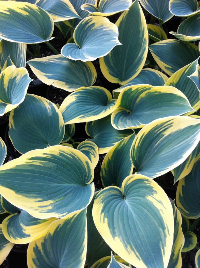 First Frost Hosta, Plantain Lily - Hosta ''First Frost'' (Hosta, Plantain Lily) from Betty's Azalea Ranch