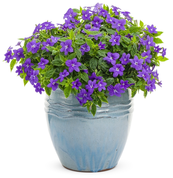 Endless™ Illumination - Browallia ''UNHBR12'' (Bush Violet) from Betty's Azalea Ranch