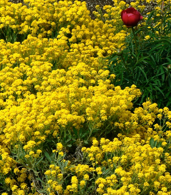 Basket of Gold - Alyssum saxatile 'Compacta' from Betty's Azalea Ranch