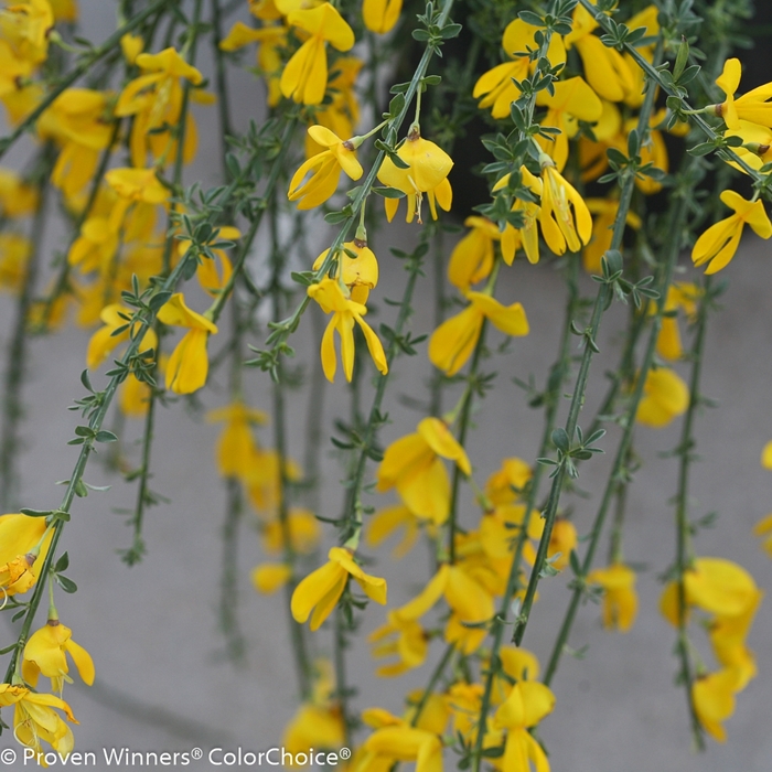 Sister Golden Hair® Scotch Broom - Cytisus scoparius ''SMSCGF'' PP26616, Can 5638 from Betty's Azalea Ranch