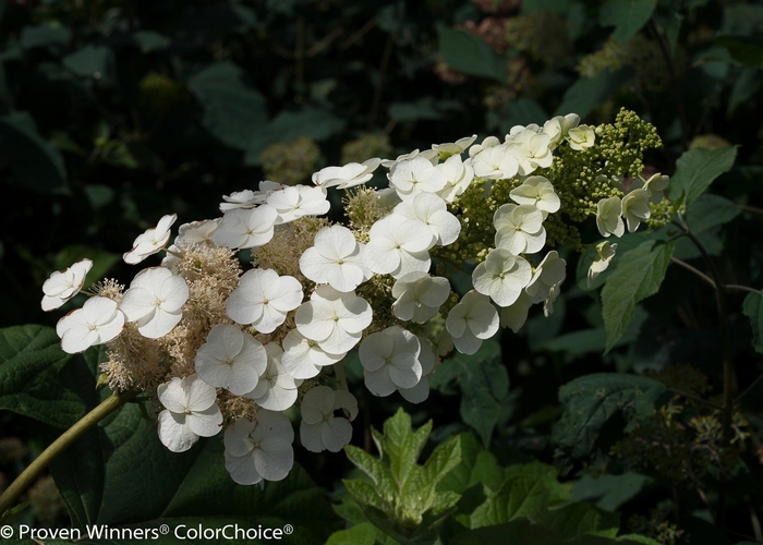 Gatsby Pink® Oakleaf hydrangea - Hydrangea quercifolia ''JoAnn'' PP27879 Can 5639 (Oakleaf hydrangea) from Betty's Azalea Ranch