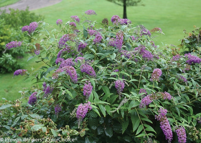 Lo and Behold® Purple Haze - Buddleia ''Purple Haze'' PP24514 (Butterfly Bush) from Betty's Azalea Ranch