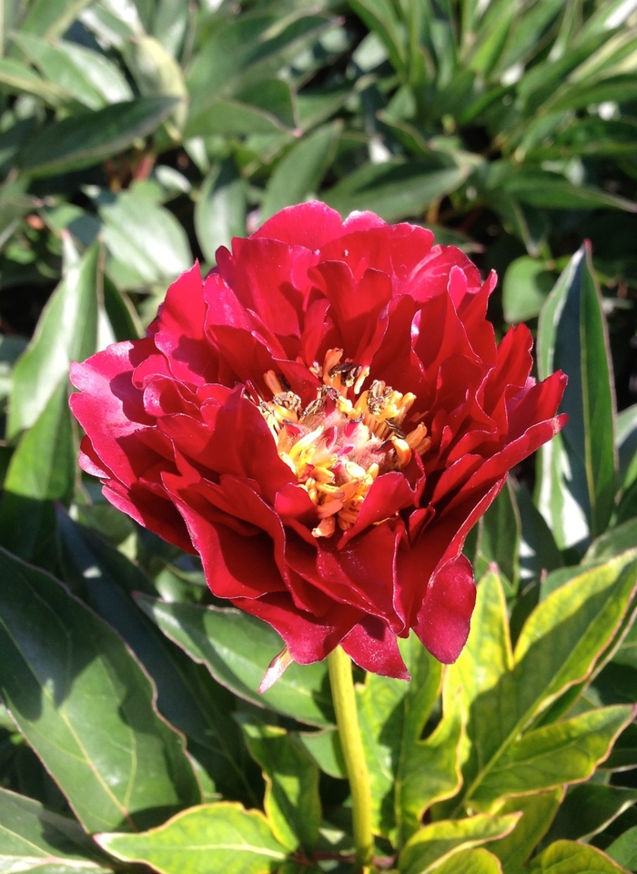 Buckeye Belle Peony - Paeonia ''Buckeye Belle'' (Peony) from Betty's Azalea Ranch