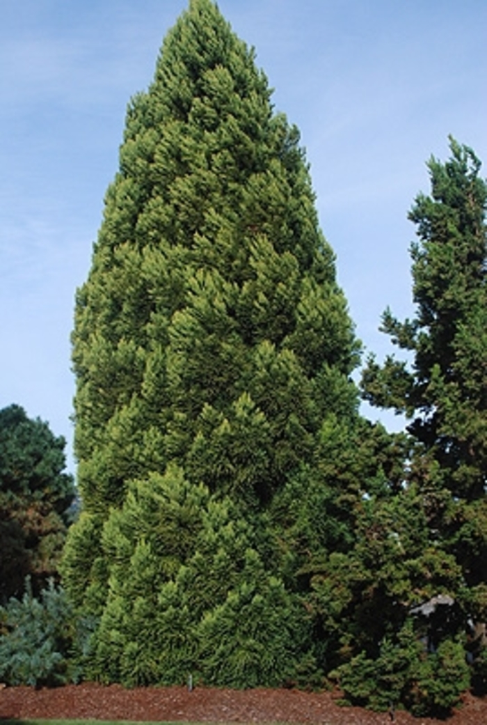 Rein''s Dense Jade Japanese Cedar - Cryptomeria japonica ''Rein''s Dense Jade'' (Japanese Cedar) from Betty's Azalea Ranch