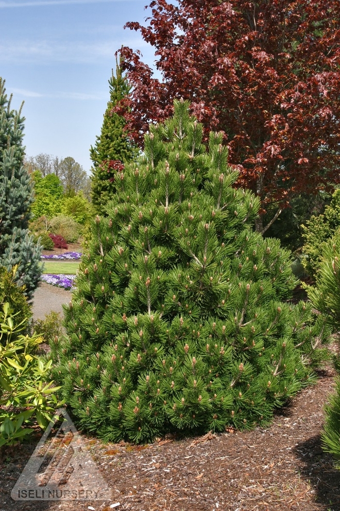 Irish Bell Bosnian Pine - Pinus heldreichii (leucodermis) ''Irish Bell'' (Bosnian Pine) from Betty's Azalea Ranch