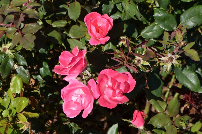 Knock Out® Pink - Rosa ''Radcon'' (Shrub Rose) from Betty's Azalea Ranch