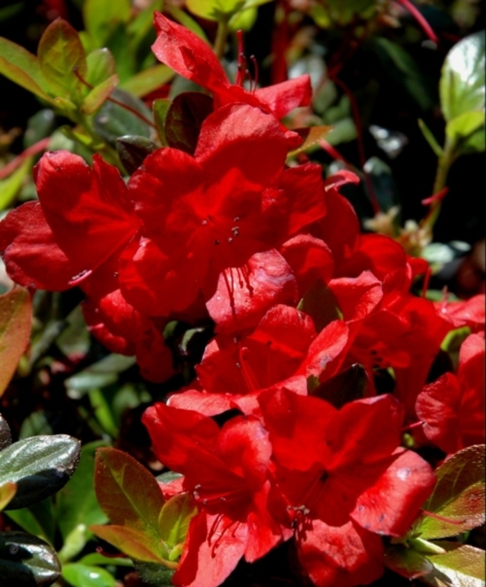 'Midnight Flare' Azalea - Rhododendron Harris hybrid from Betty's Azalea Ranch